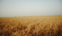 Susza w Europie: zbiory zbóż o 9,6 proc. niższe — UE zwiększy import kukurydzy
