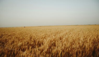 Susza w Europie: zbiory zbóż o 9,6 proc. niższe — UE zwiększy import kukurydzy