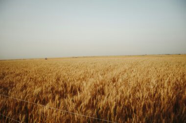 Susza w Europie: zbiory zbóż o 9,6 proc. niższe — UE zwiększy import kukurydzy